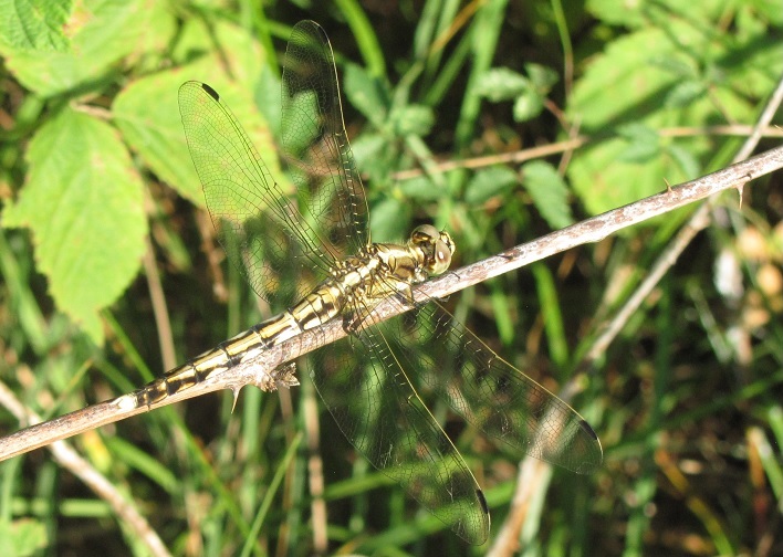 Orthetrum albistylum?   S !